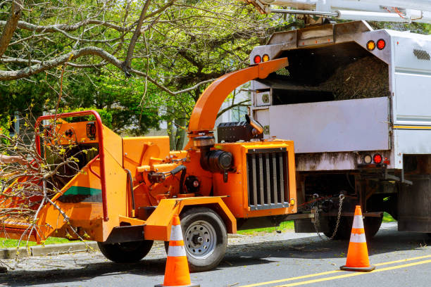 How Our Tree Care Process Works  in  Lakeland, TN