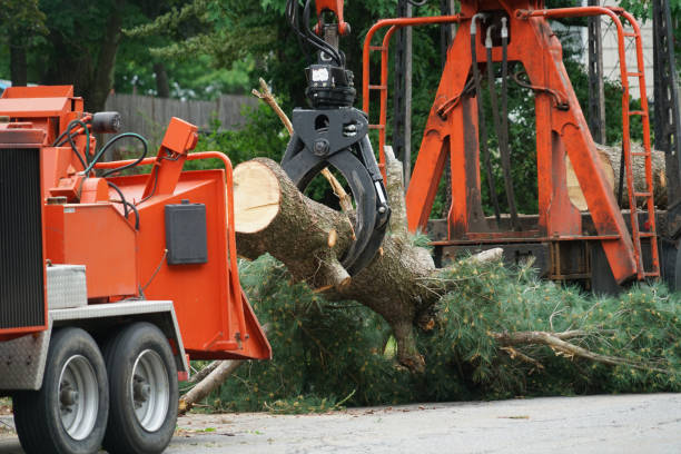 Best Arborist Consultation Services  in Lakeland, TN